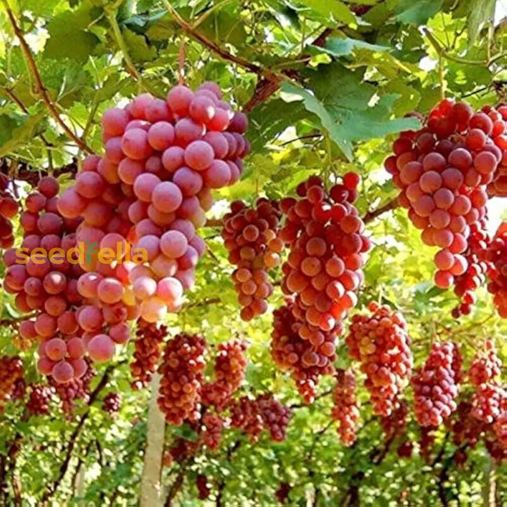Tropical Seedless Grape Seeds for Home Garden
