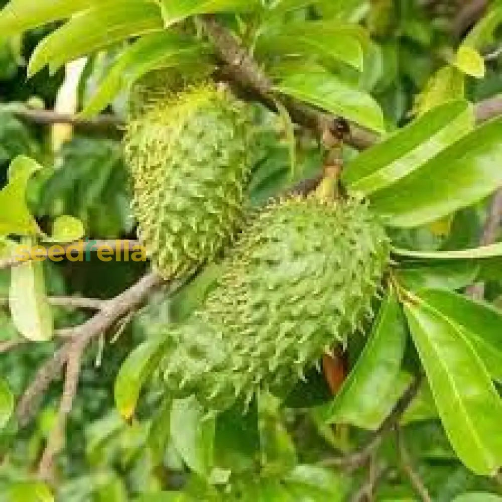 Tropical Soursop Seedlings for Home Gardens
