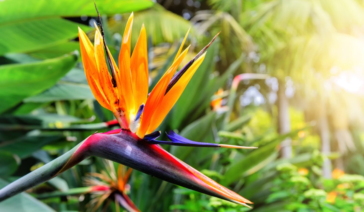 Tropical Strelitzia Bird of Paradise Flower