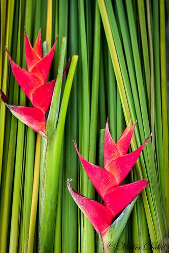 Tropical Red Strelitzia Plant with Exotic Blooms