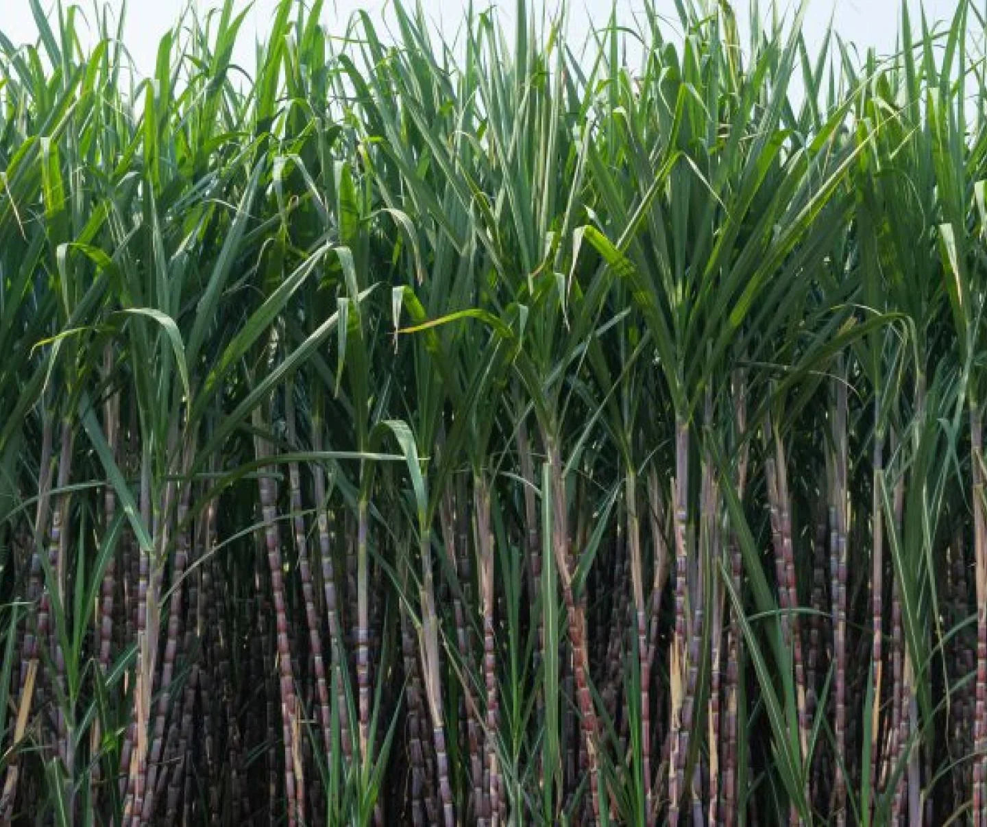 Tropical sugarcane growth stages and cultivation
