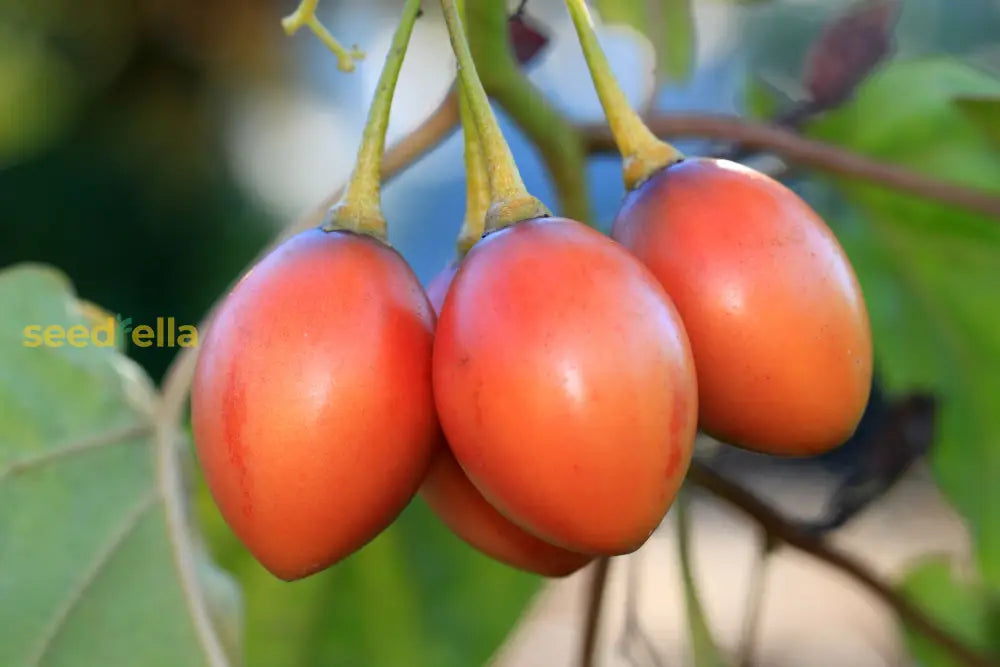 Tropical Tamarillo Seeds Easy Growing