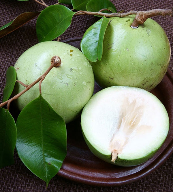 Tropical Vietnam Milk Melons grown from premium-quality seeds