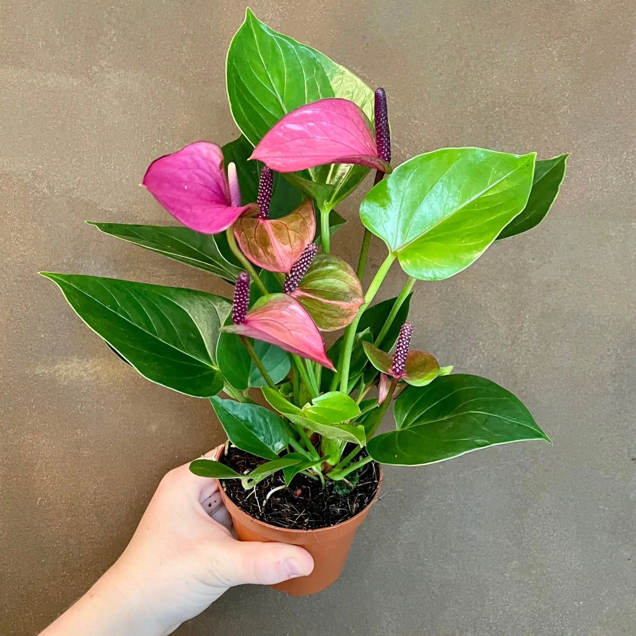 Tropical Violet Anthurium Flower Seeds for Pots and Greenhouses