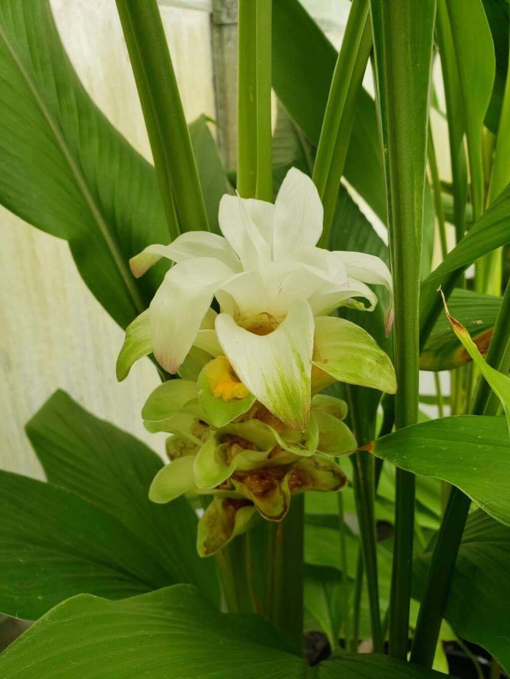 Tropical Turmeric Flower Blooms
