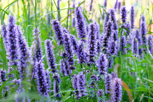 True Blue Hyssop Seeds Hyssopus officinalis Blue Violet Flower Plant
