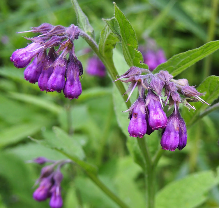True Comfrey Growing in Garden with Vibrant Purple Flowers