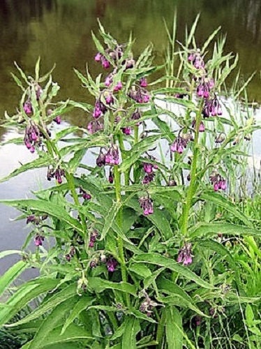 True Comfrey Seeds Symphytum officinale Purple Flowers