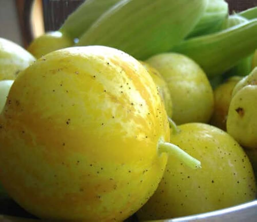 Small yellow cucumbers grown from True Lemon seeds