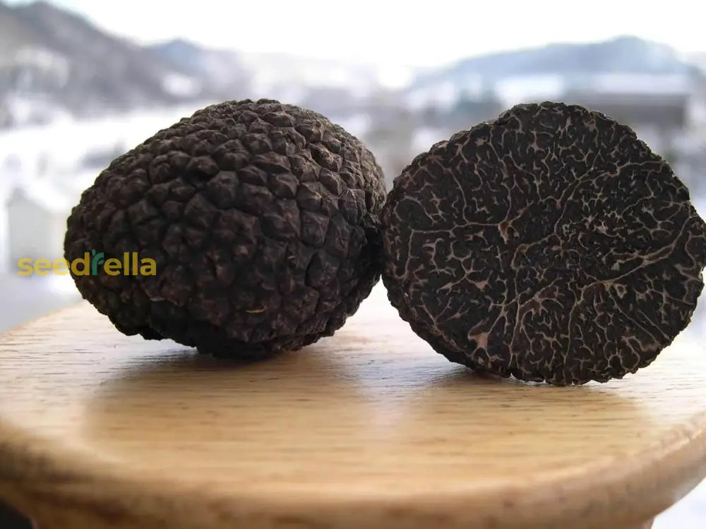 Truffle Seeds For Planting