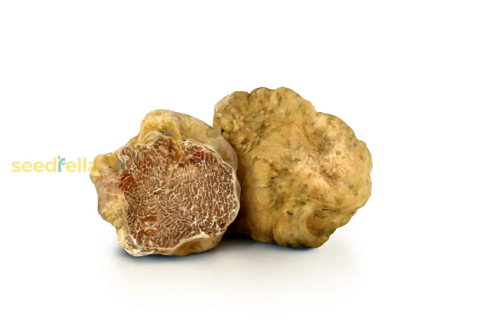 Truffle seeds mycorrhizal spores