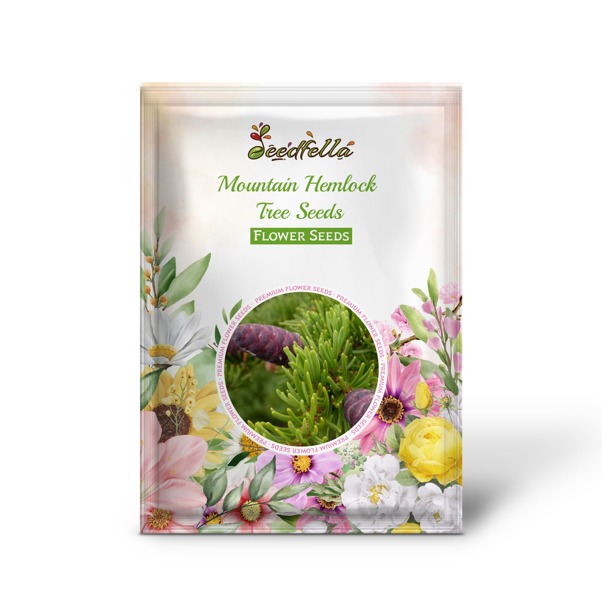 Tsuga mertensiana (Mountain Hemlock) seeds close-up