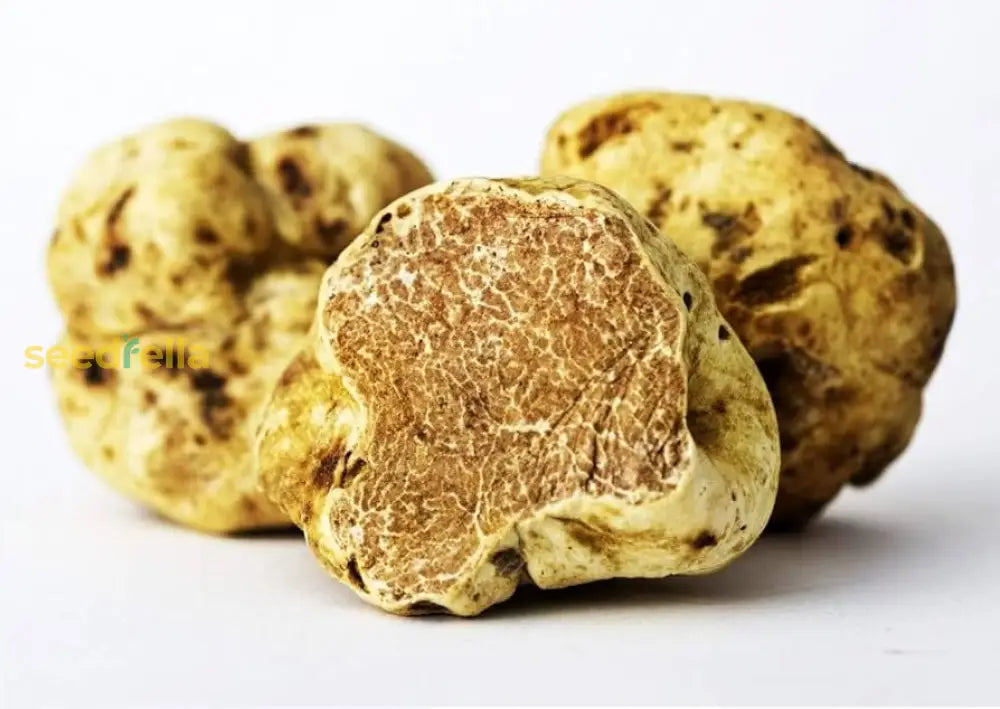 Tuber Magnatum Planting Seeds  Premium Vegetable For Home Garden Seeds