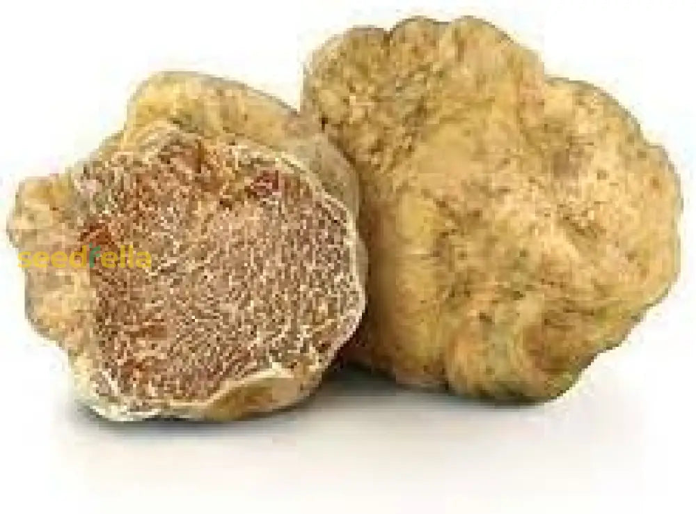 Tuber Magnatum Planting Seeds  Premium Vegetable For Home Garden Seeds