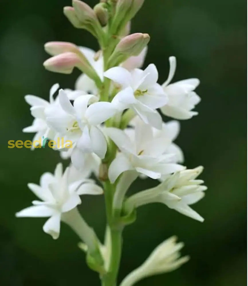 Tuberose Flower Seeds For Planting - Enchanting Fragrant Blooms Your Garden