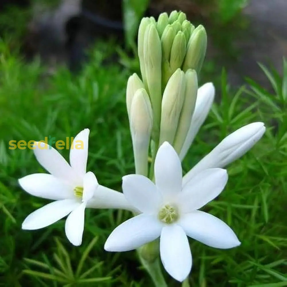 Tuberose Flower Seeds For Planting - Enchanting Fragrant Blooms Your Garden