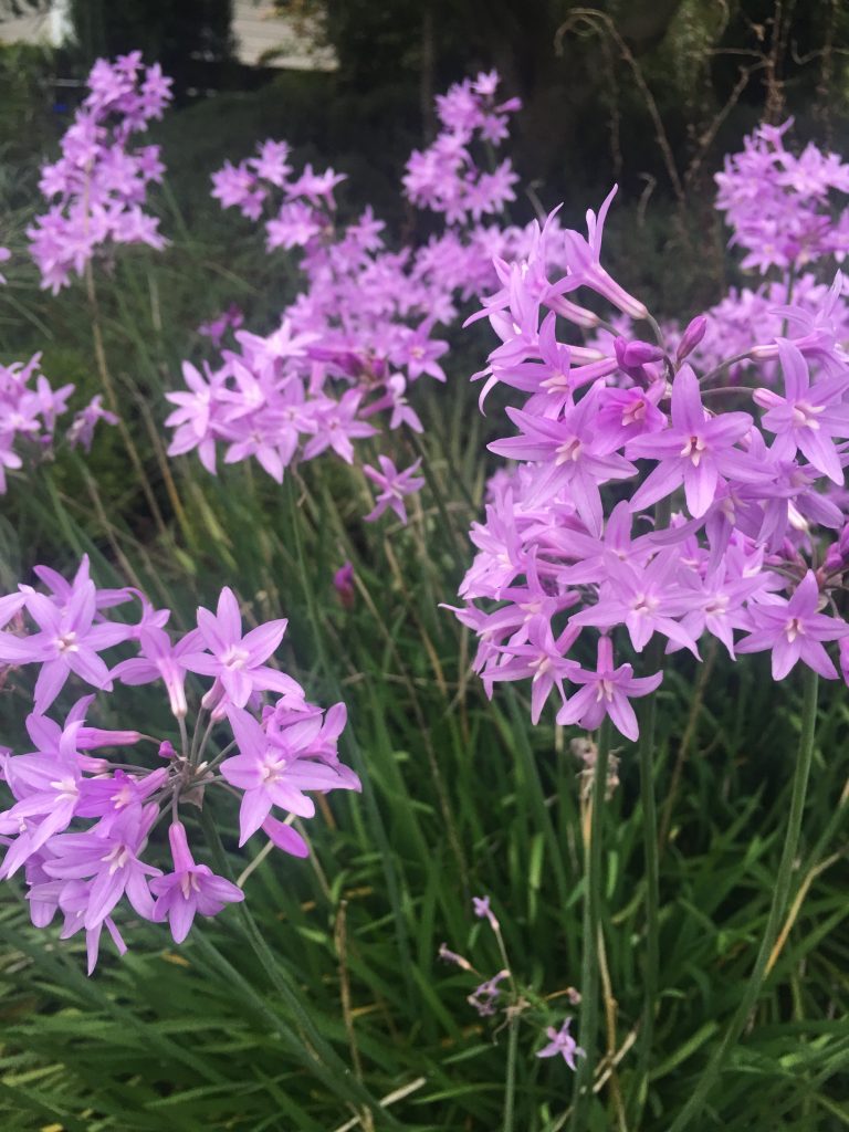 Close-up of Tulbaghia Violacea Flowers