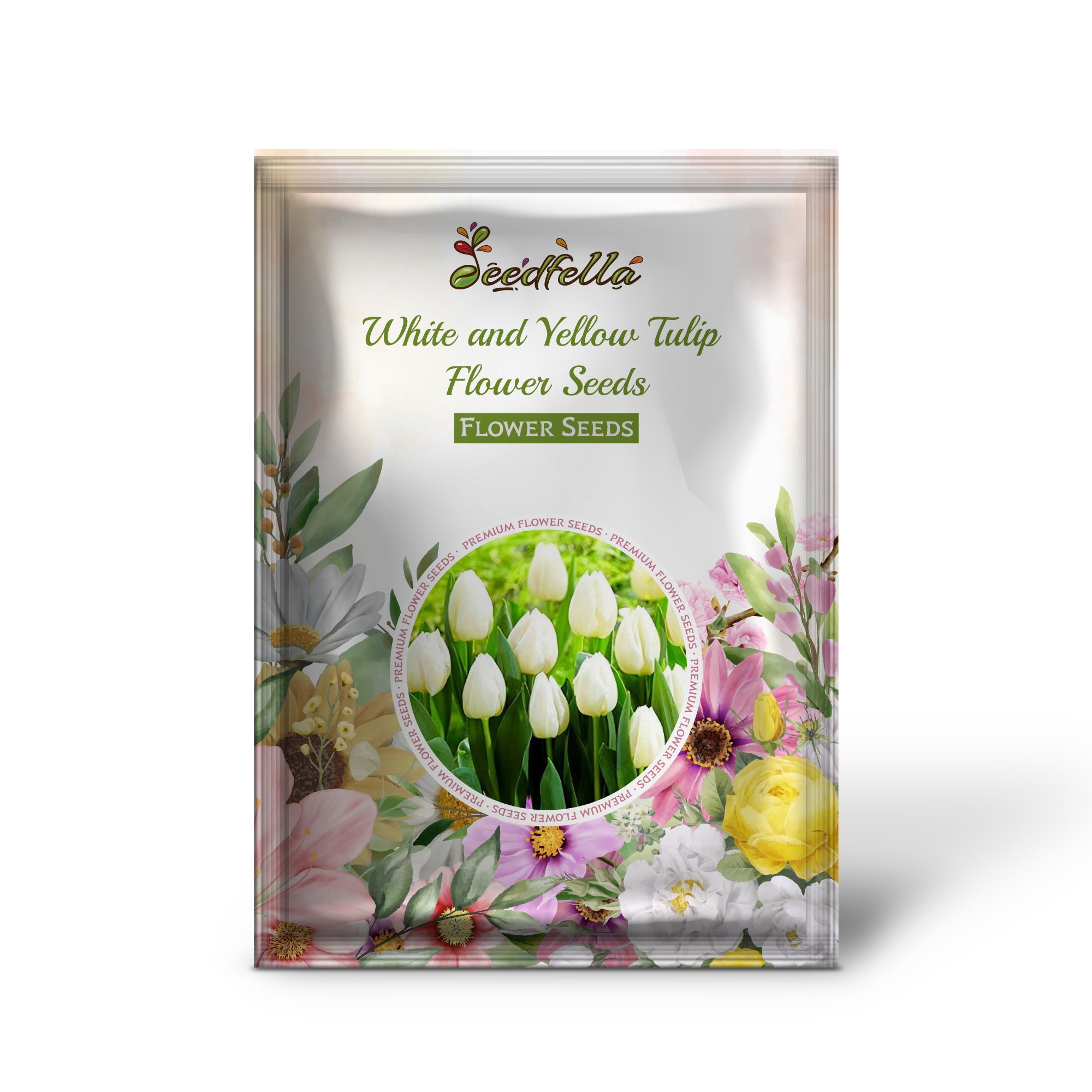 Bicolor White and Yellow Tulip Blooms