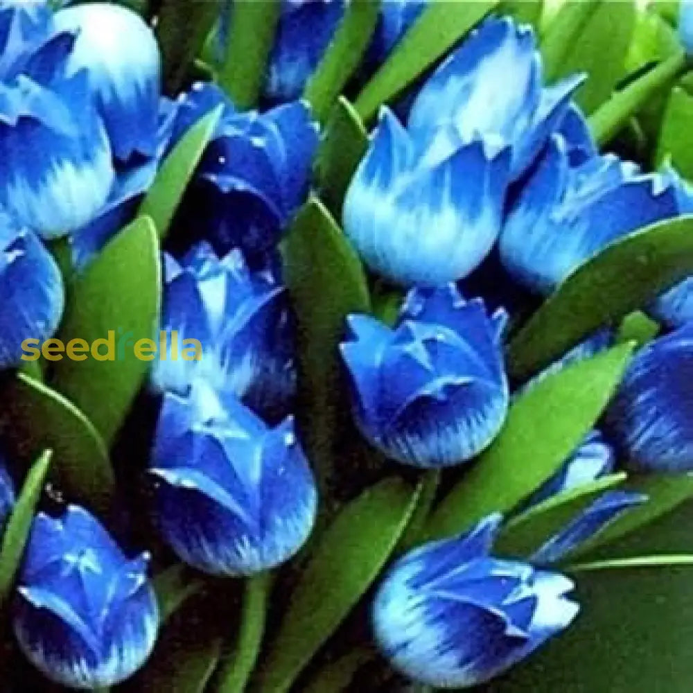 Tulip Blue Flower Seeds For Planting  Vibrant Blooms Your Garden