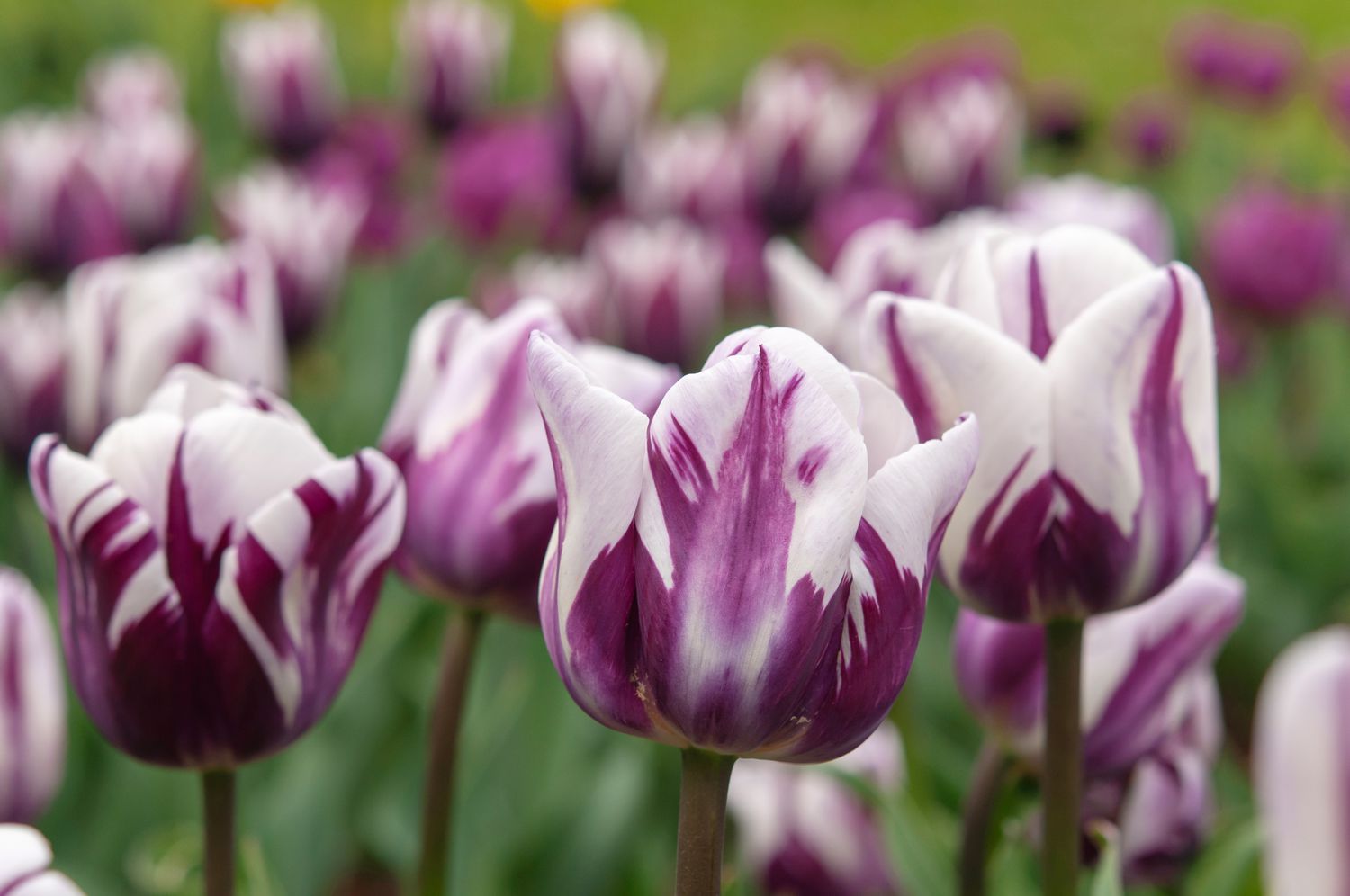 Elegant Tulip Border with White and Violet Blooms
