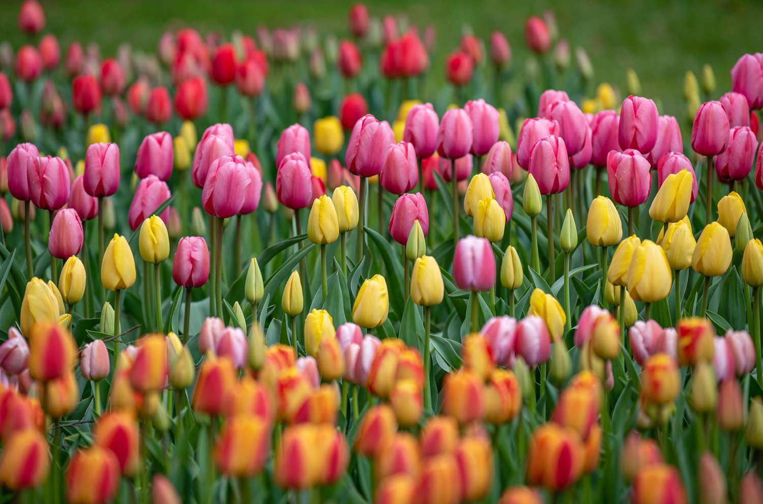 Bicolor Tulip Flowers in Garden Borders