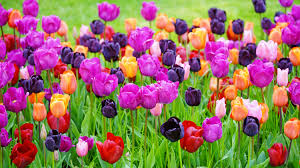 Light Purple Tulip Flowers in Garden Borders