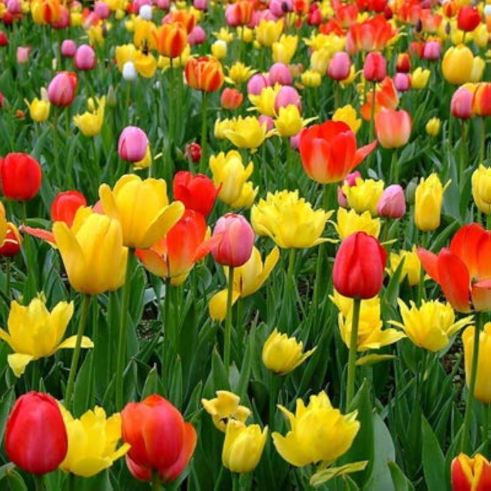 Tulip Bulbs and Seeds Ready for Planting