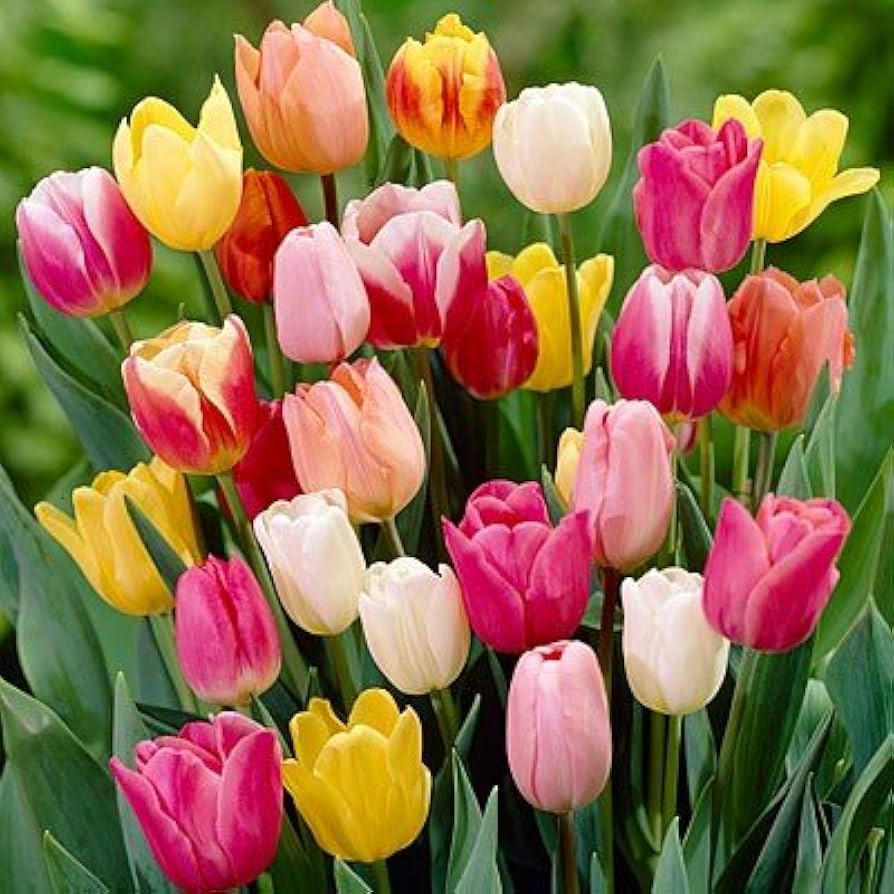 Tulip Flower Collection – Bright and Fragrant Tulip Seeds