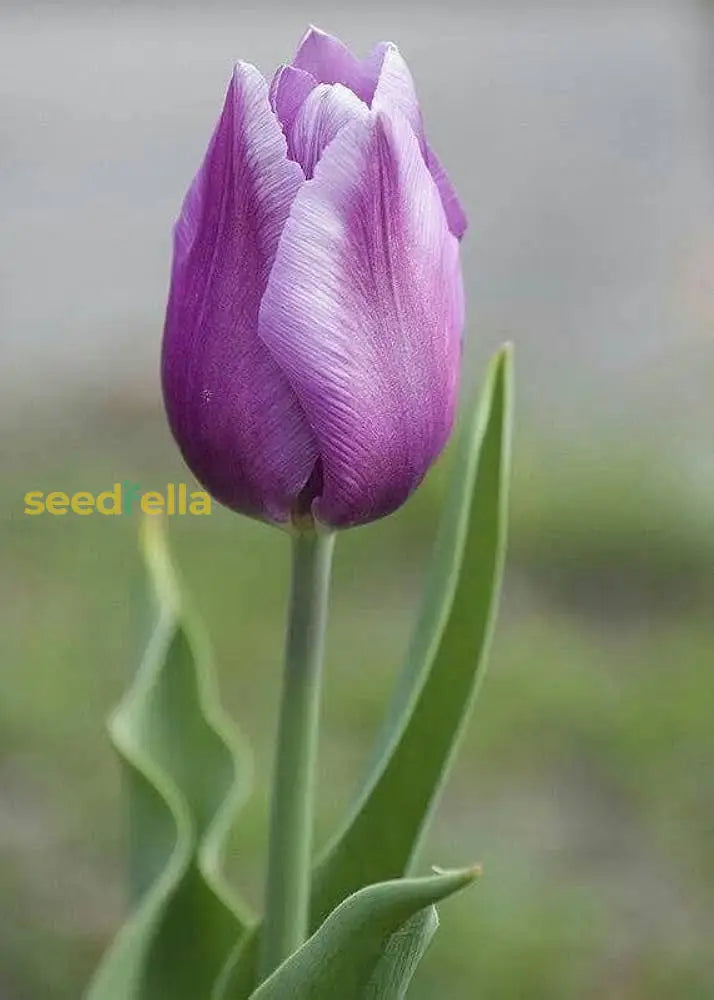 Tulip Flower Seeds Collection For Elegant Garden Planting