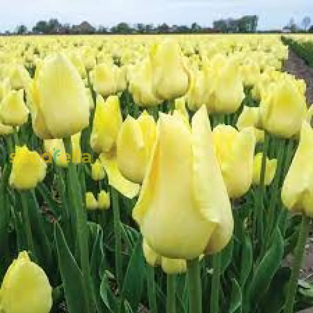 Tulip Flower Seeds For Easy Planting And Growth