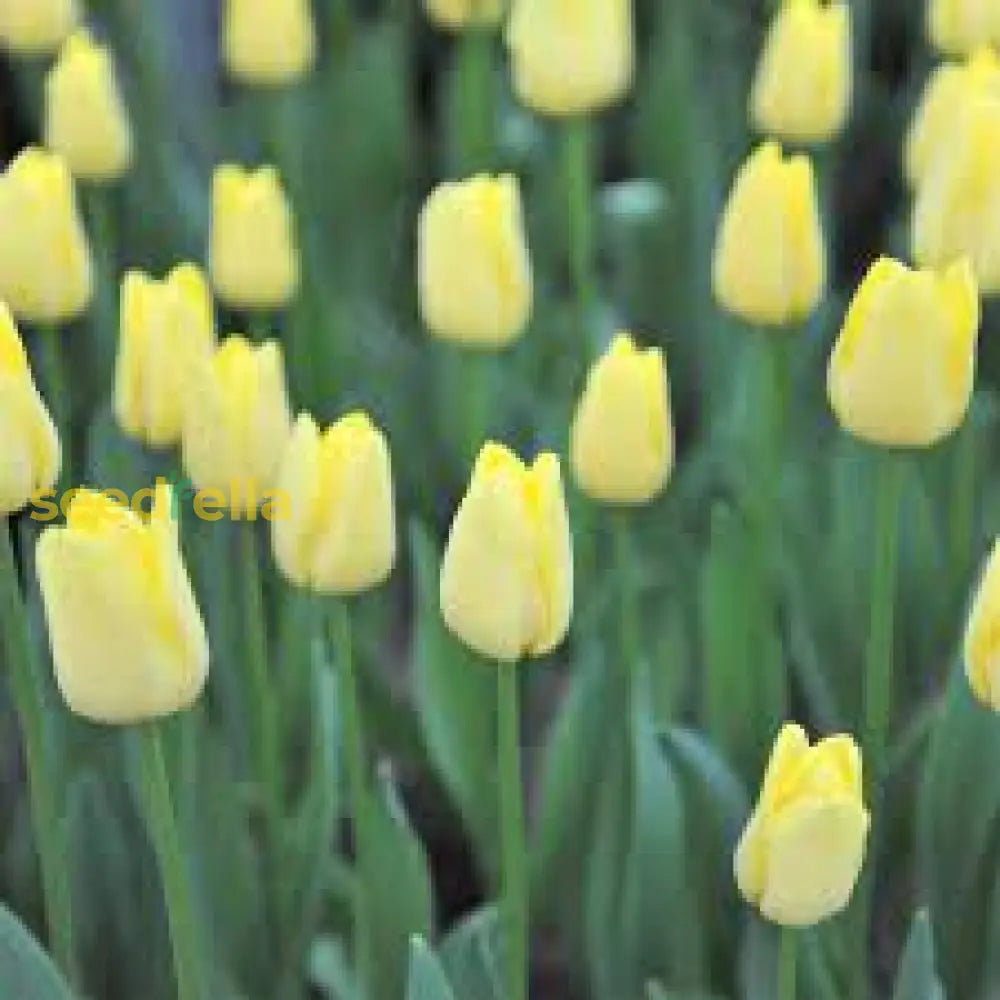 Tulip Flower Seeds For Easy Planting And Growth