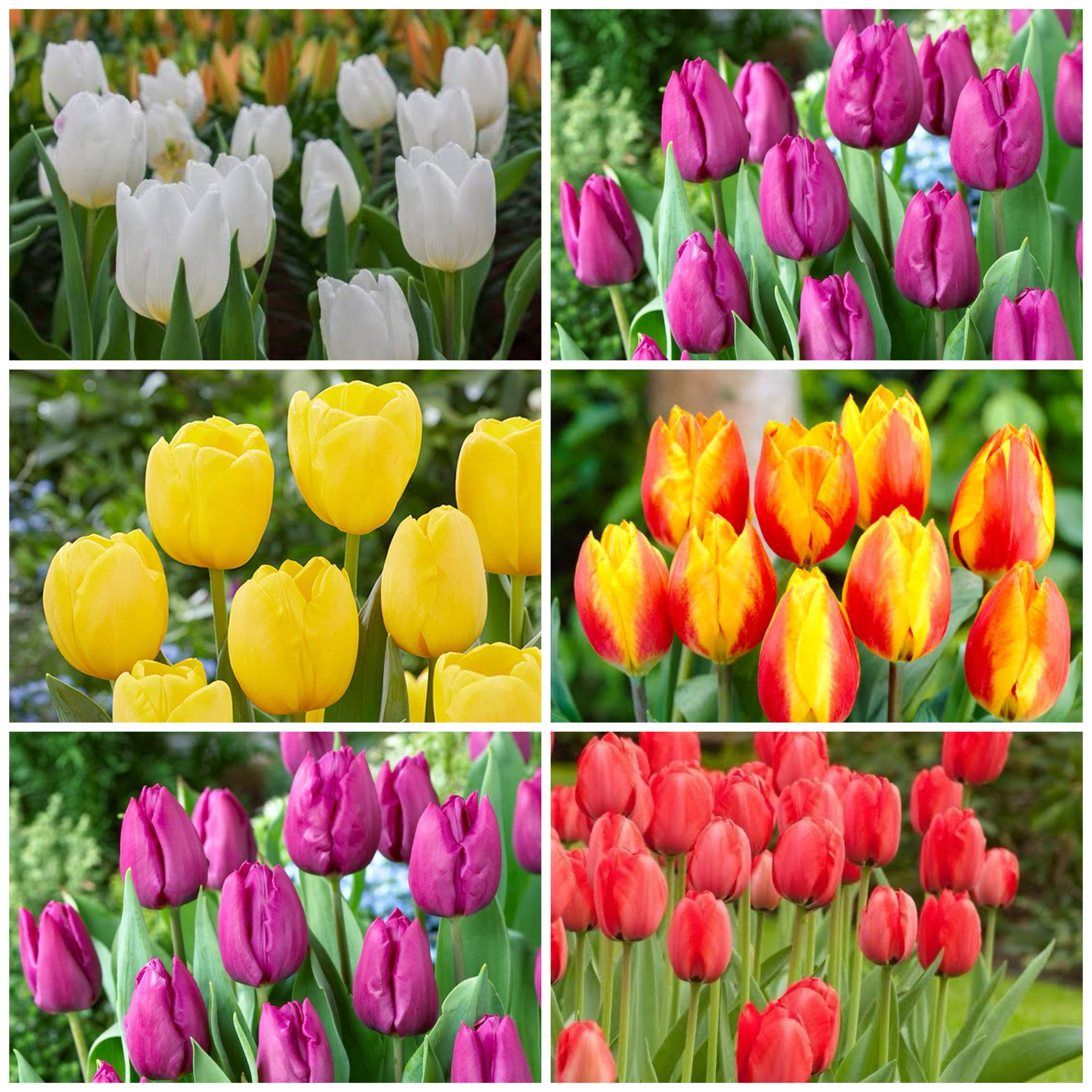 Tulip Flower Seeds Planting and Growing Guide
