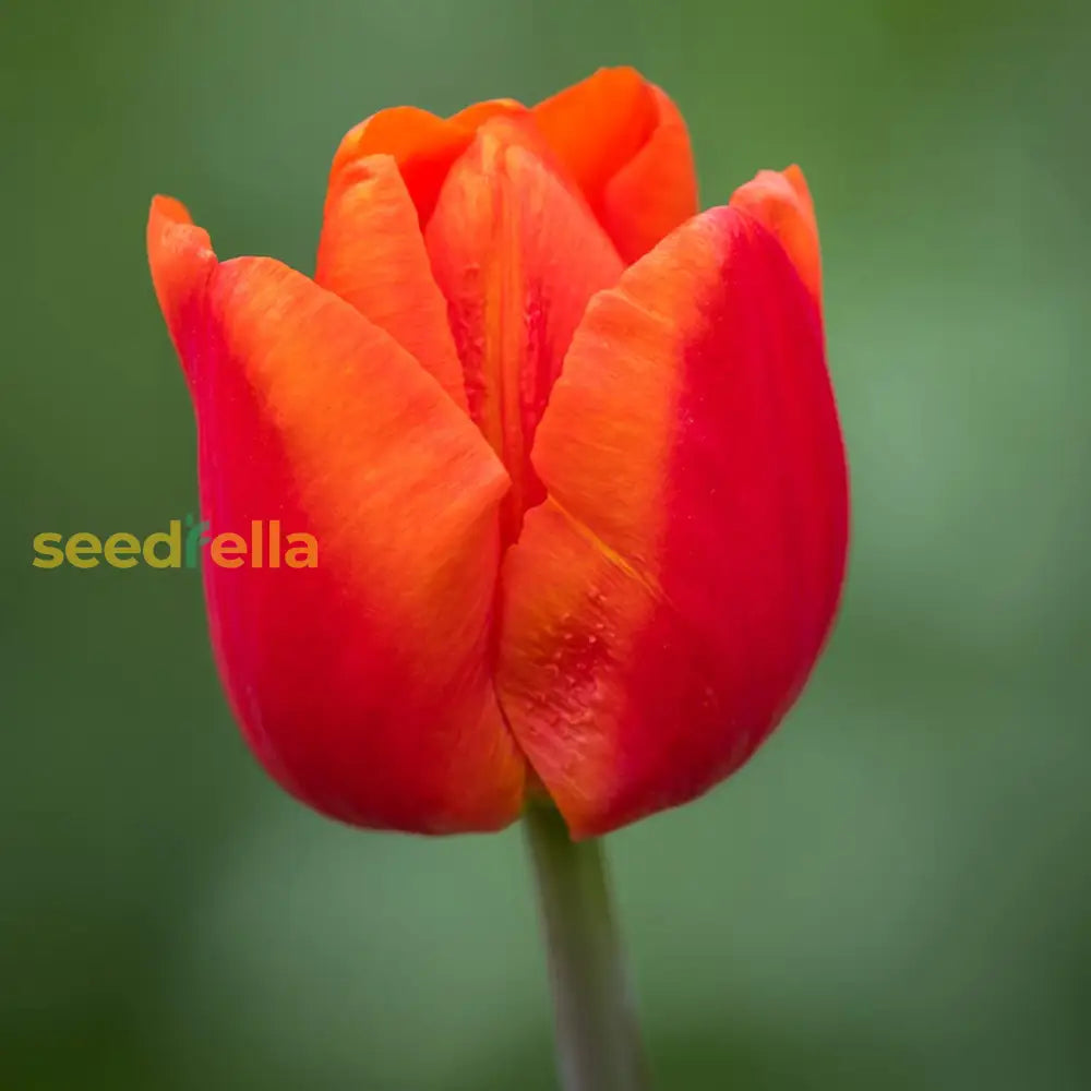 Tulip Flower Seeds Planting Red Orange