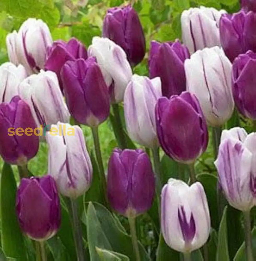 Tulip Flower Seeds Planting White Lavender