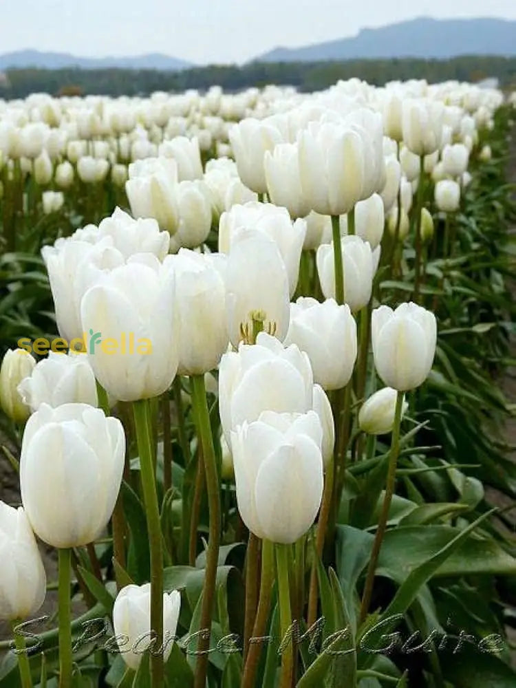 Tulip Flower White Collection Planting Seeds  Perfect For Elegant And Serene Garden Blooms