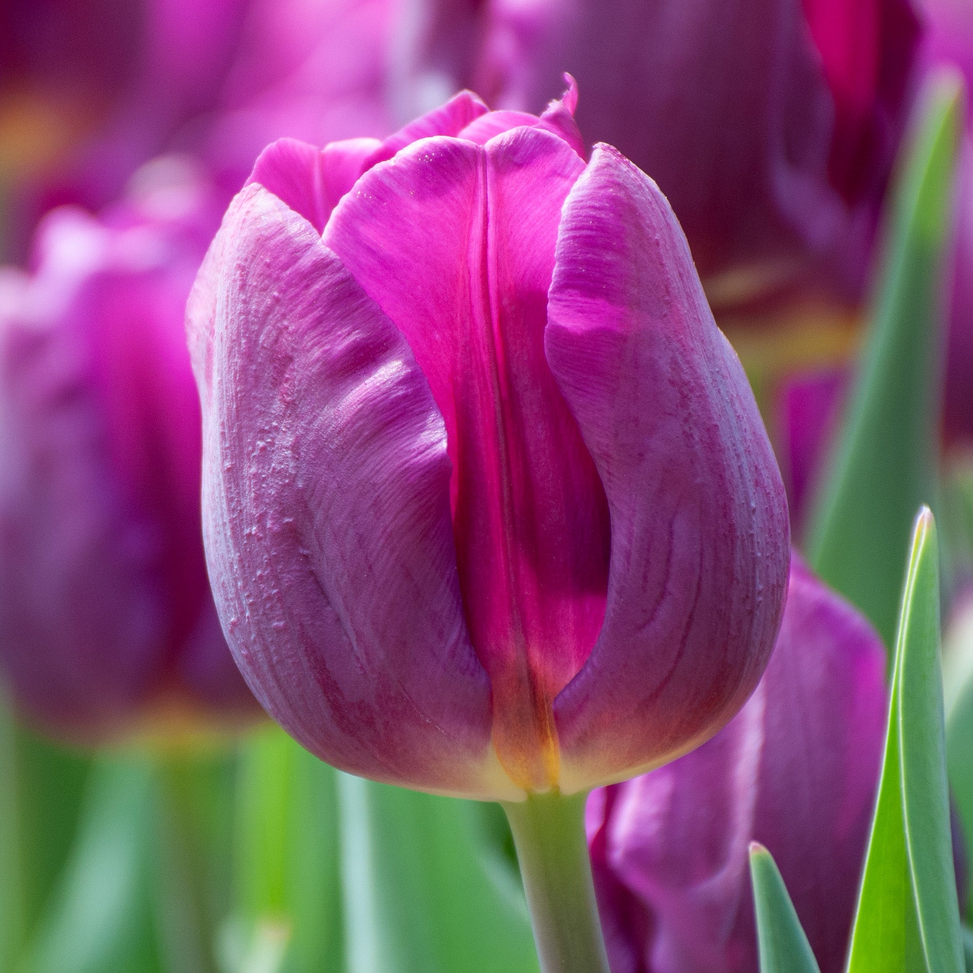 White & Violet Tulip Flowers in Garden Bed