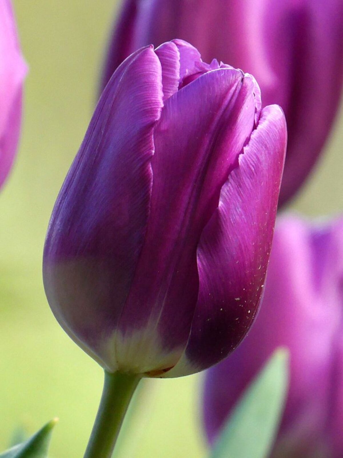 Lavender Tulip plants in garden bed