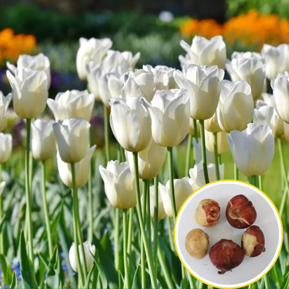 White and Yellow Tulips in a Spring Garden
