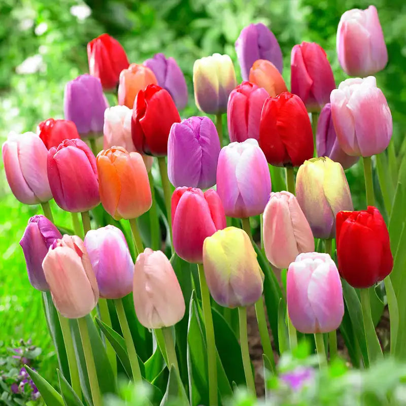 Tulips in Decorative Garden Landscaping