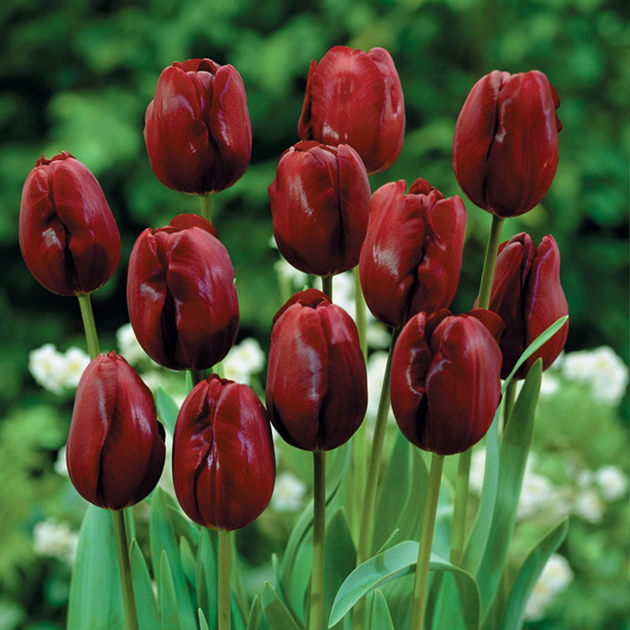 Maroon Tulip Variety for Spring Planting