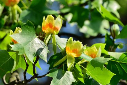 Green and Yellow Tulip Plants in Pots