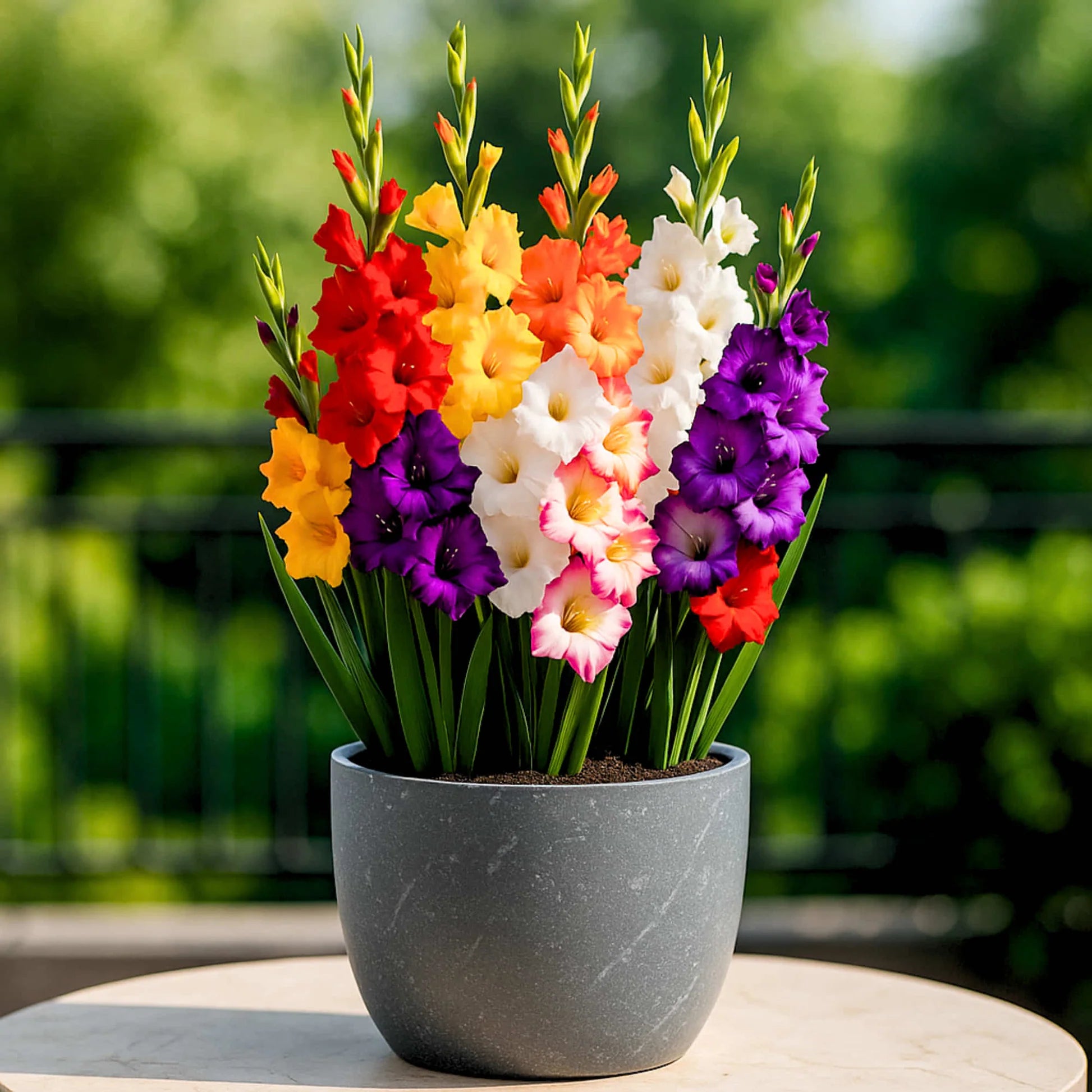 Lavender Tulip flowers in pot
