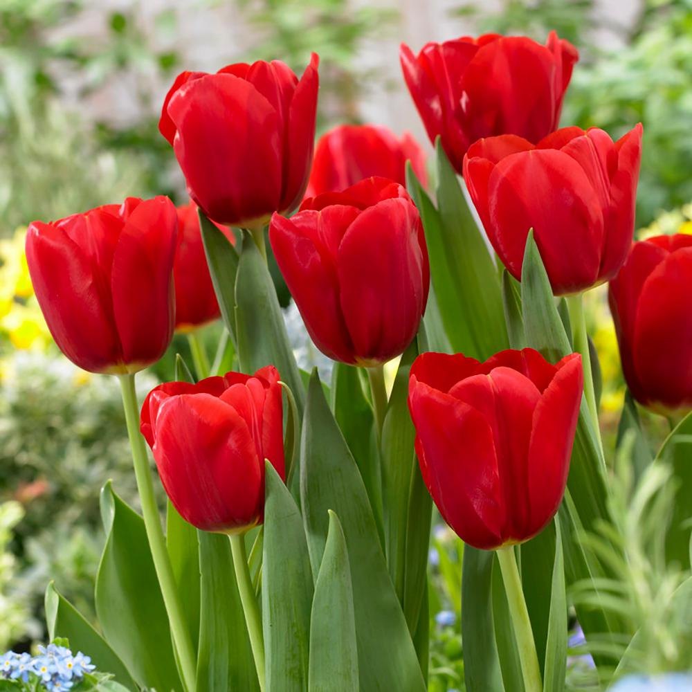 Tulip Red Maroon Garden Flowers – Elegant Spring Tulip Variety
