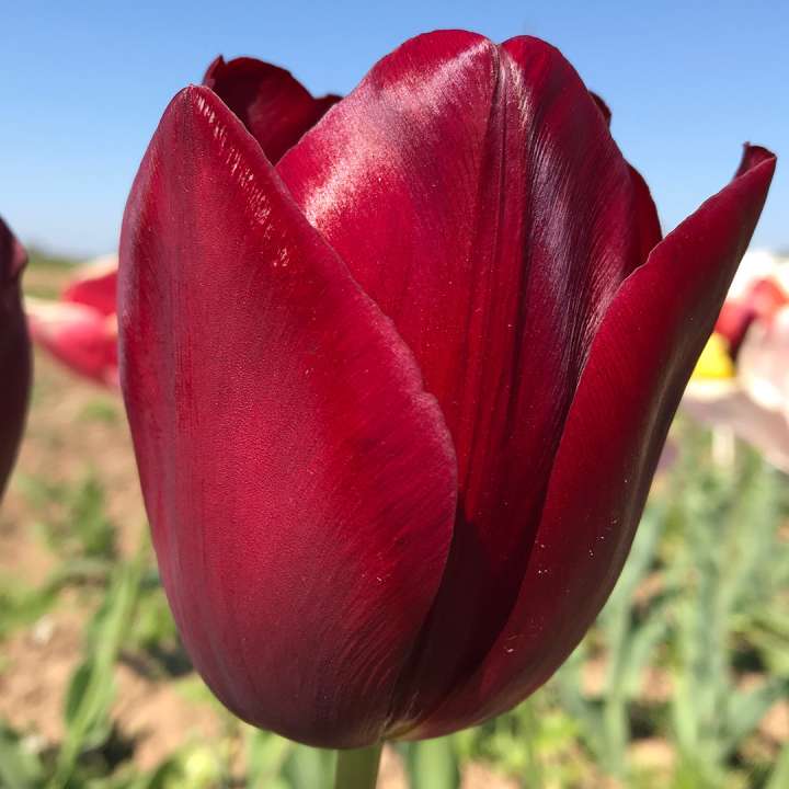 Non-GMO Maroon Tulip Seeds for Planting