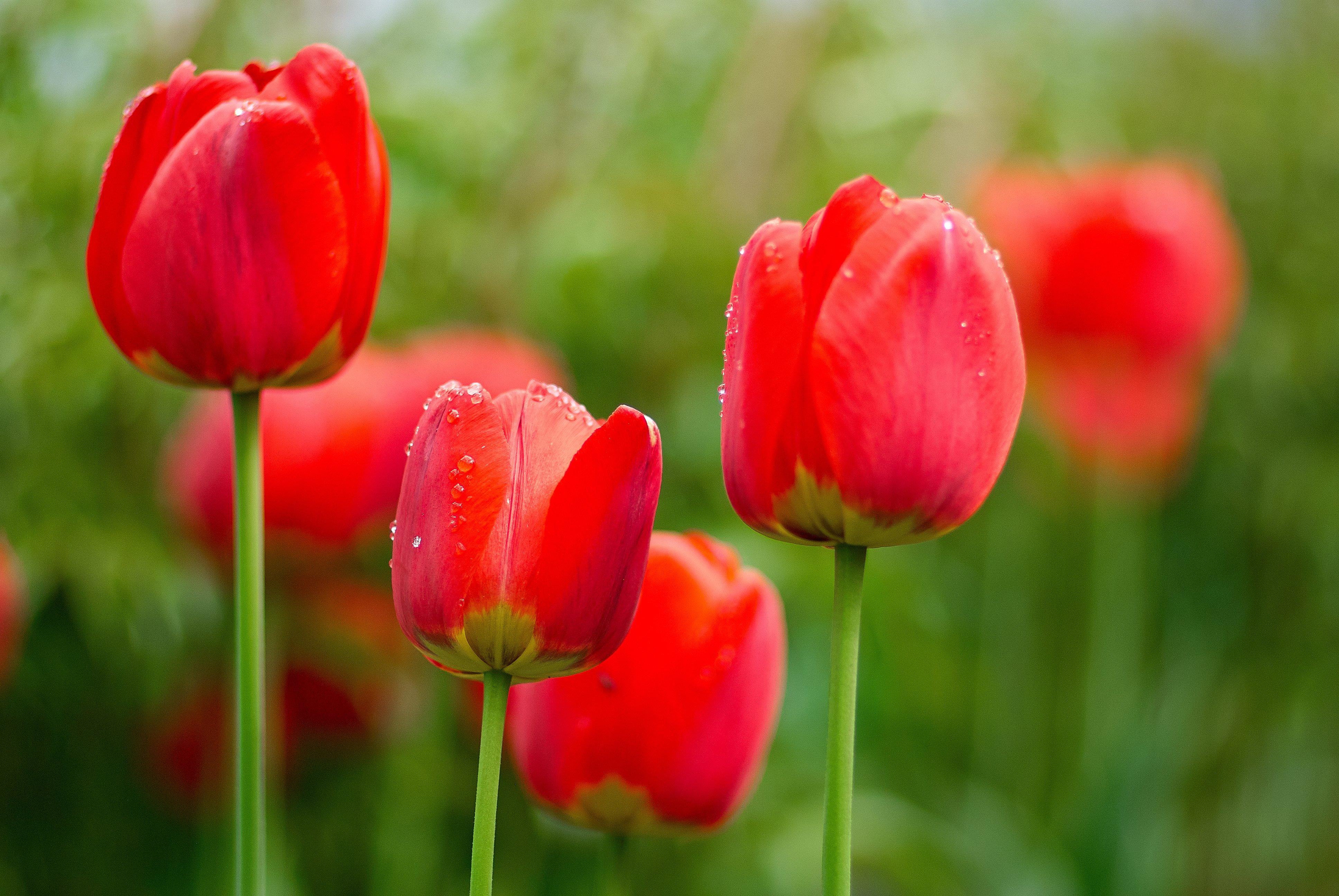 Tulip Spring Blooming Seeds – Red Maroon Garden Flowers