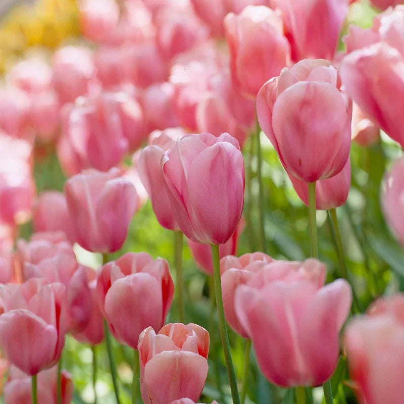 Pale Pink Tulip Flower Seeds For Easy Planting