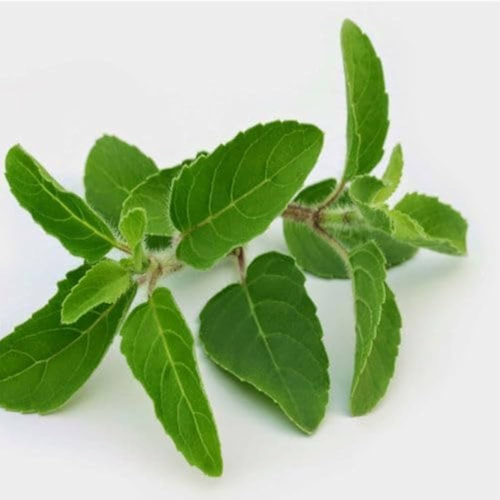 Tulsi Basil Seeds for Easy Organic Home Planting