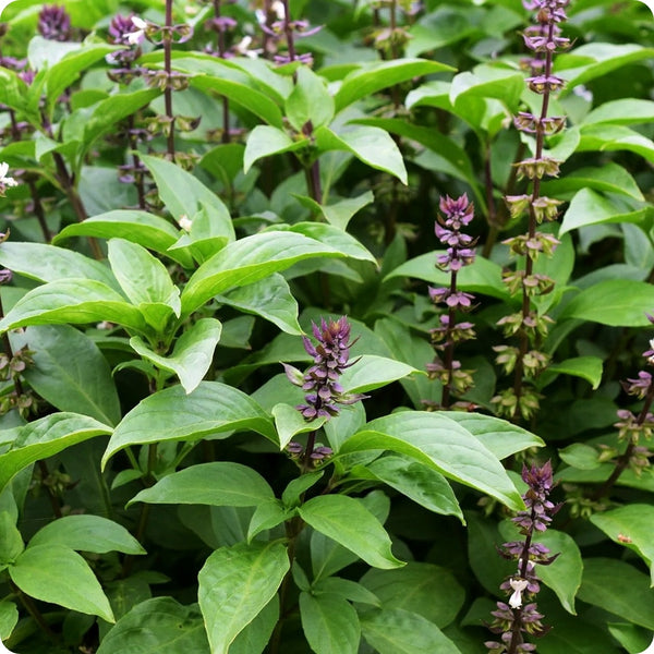 Tulsi Krishna Basil seeds Ocimum sanctum producing purple stemmed basil plants