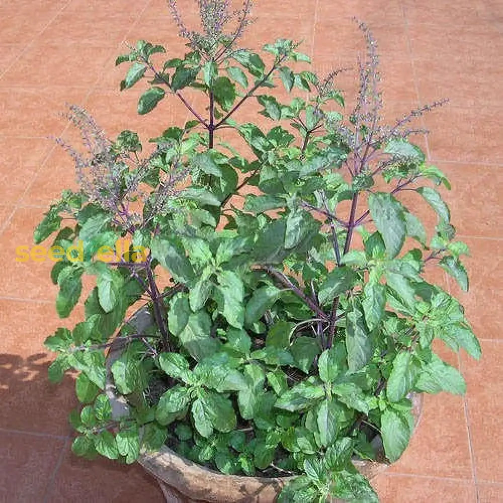 Tulsi Seeds: Essential Guide For Successful Planting