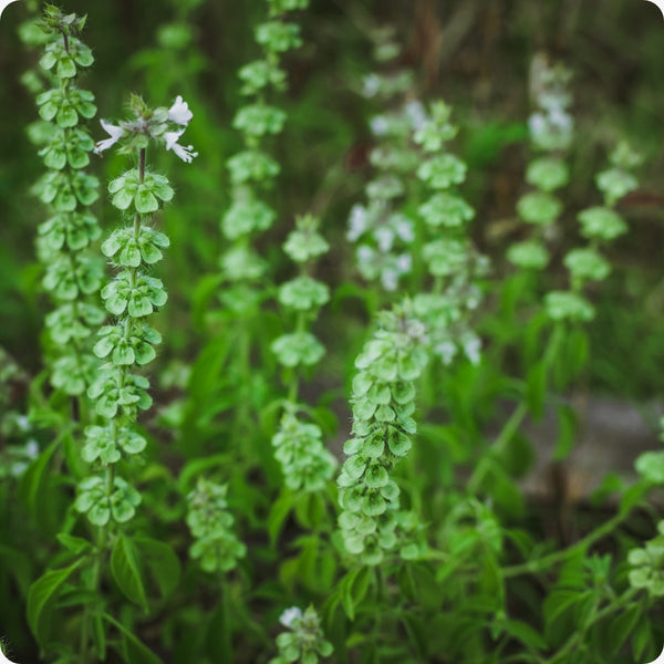Tulsi seeds Temperate Basil Ocimum sanctum plant for home gardening